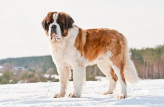 500+ Popular & Unique St. Bernard Names