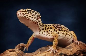 How Often Should a Leopard Gecko Poop?