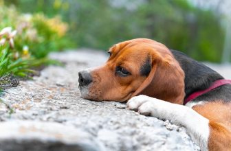 Are Beagles Prone to Seizures More than Other Breeds?