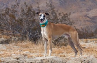 200+ Popular & Unique Whippet Names