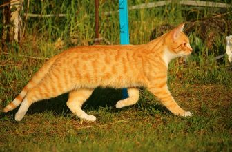 Orange Bengal Cat: Facts, Origin & History (With Pictures)
