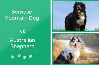 Bernese Mountain Dog vs Australian Shepherd: Which One Is Right for You? (With Pictures)