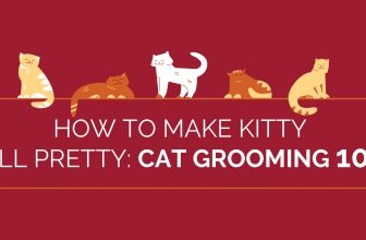 How to Make Kitty All Pretty: Cat Grooming 101