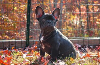 Chocolate French Bulldog: Pictures, Care Guide, Info, and More