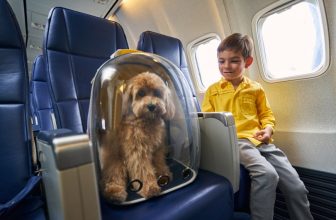Do Dogs’ Ears Pop on Planes? Everything You Need to Know!
