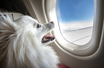 Where Do Dogs Go on a Plane? Everything You Need to Know!