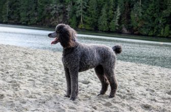 Is a Poodle a Hunting Dog? The Surprising Answer!