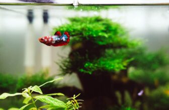 How to Choose the Right Pet Fish for You – 13 Tips
