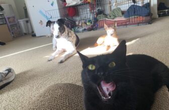 Help, My Dog Keeps Eating Cat Poop!