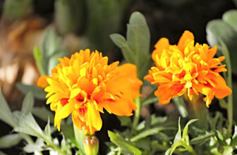 21 Plants That Are Safe for Dogs (With Pictures)