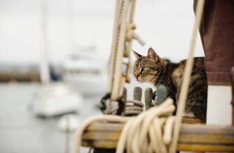 Why Did Sailors Bring Cats On Their Ships? The Fascinating Answer!