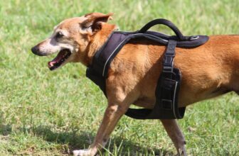 How to Measure Your Dog for a Harness (Size Chart Included)