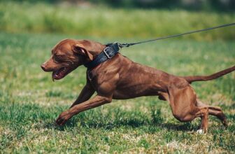 How to Stop a Dog From Pulling on a Leash (6 Effective Tips)