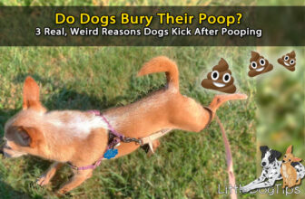 Do Dogs Bury Their Poop? The 3 Unexpected Reasons Dogs Kick After Pooping