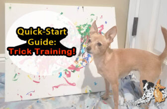 Your Quick-Start Guide To Teaching Your Dog Tricks 🐾 Little Dog Tips