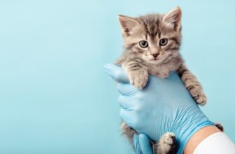 What To Expect At Your Pet’s Annual Checkup