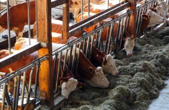 10 Disheartening UK Factory Farming Statistics to Know in 2023