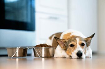 My Dog Is Not Eating But Is Drinking Water: Vet Reviewed Reasons