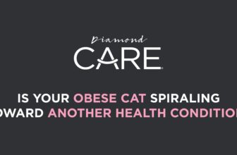 Obesity Can Spiral Into Other Health Issues for Cats