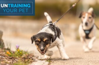 Rein In The Leash Pulling From Your Dog When Outdoors