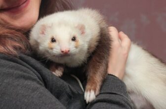 What Spots Do Ferrets Like to be Petted? Guide with Infographic