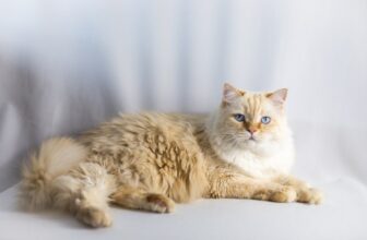 Flame Point Ragdoll Cat: Pictures, Facts & History