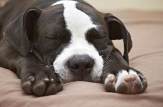 Why Is My Pitbull Snoring? 10 Vet-Approved Common Reasons