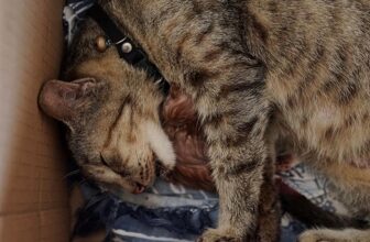 Why Is My Cat Panting After Giving Birth? Vet Approved Cat Behavior Explained