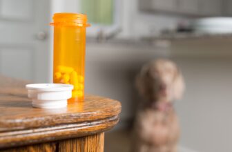 Human Medicine Can Hurt Your Dog’s Kidneys