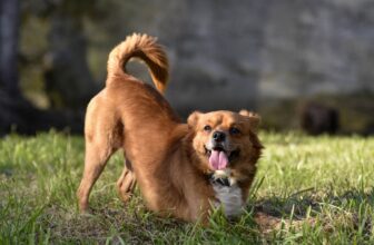 Why Do Dogs Wag Their Tails?