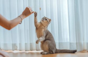 Helpful Tips for Cat Parents