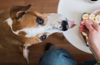 What Human Food Can Dogs Eat?