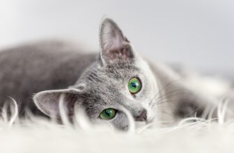 When Do Cats Go Into Heat?