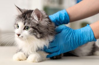 Feline Herpesvirus-1: Causes, Symptoms & Treatment