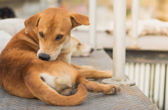 What Do Fleas Look Like on Dogs?