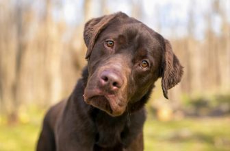 Why Do Dogs Tilt Their Heads? Learning Dog Body Language