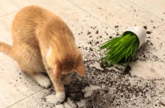 Why Do Cats Knock Things Over?