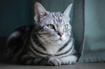 The Best Cat Breeds for First-Time Owners
